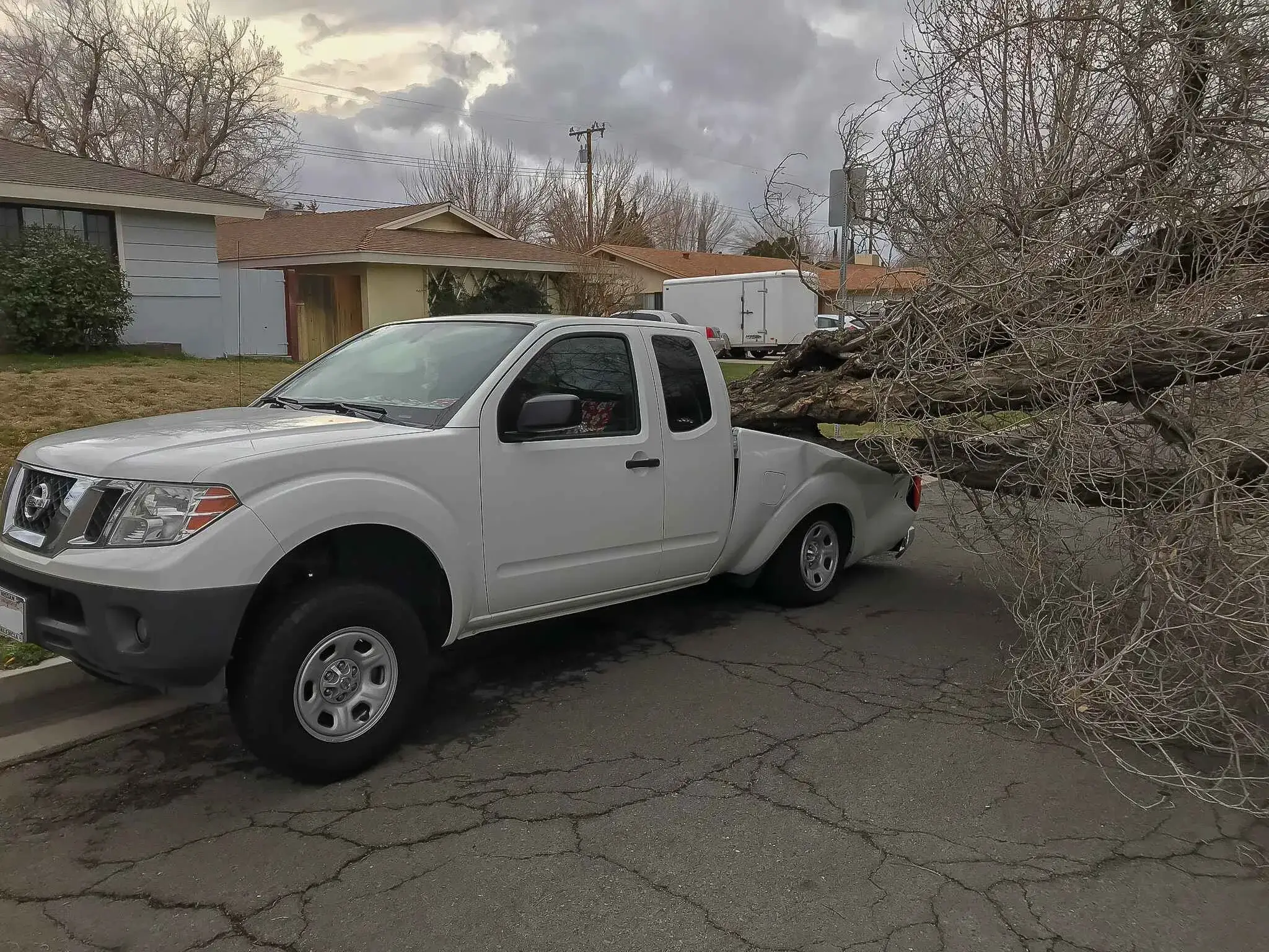 A tree removal in Canyon Country, CA
