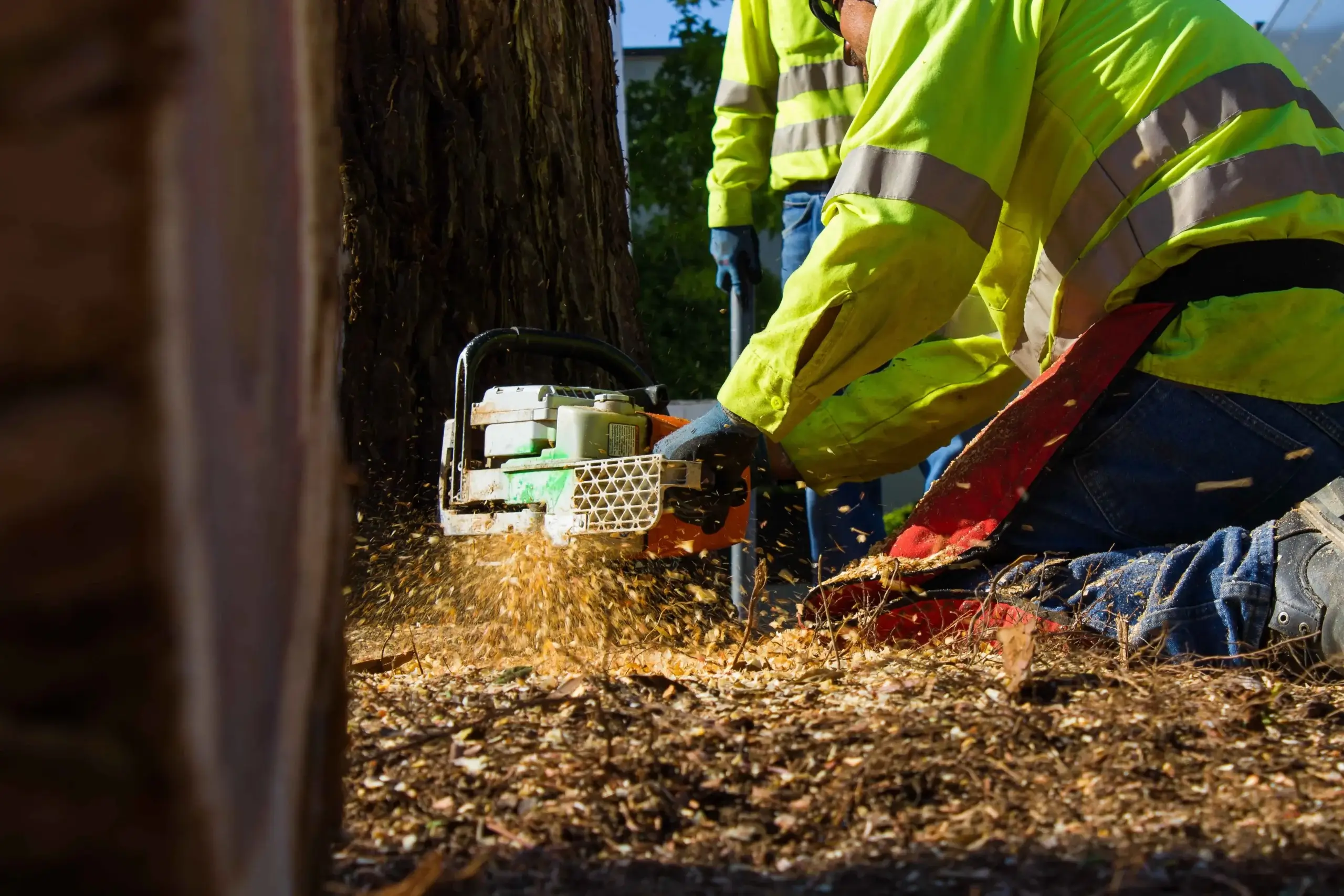 A tree removal in Lancaster, CA