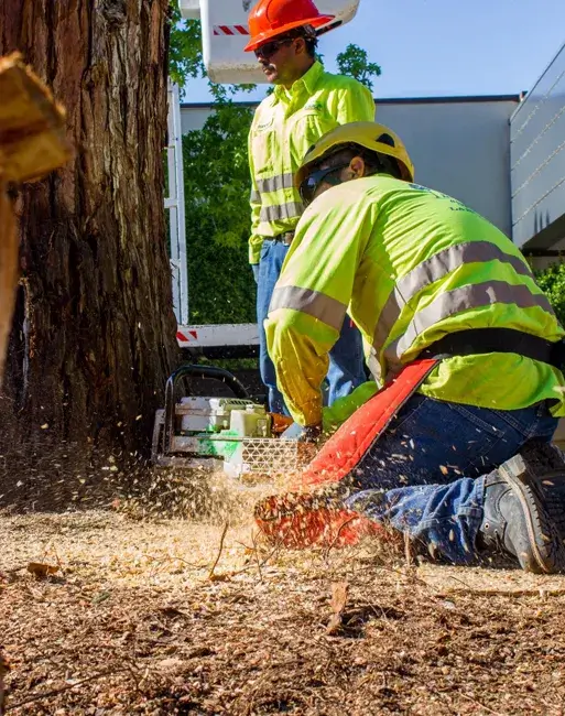 A tree removal in Lancaster, CA