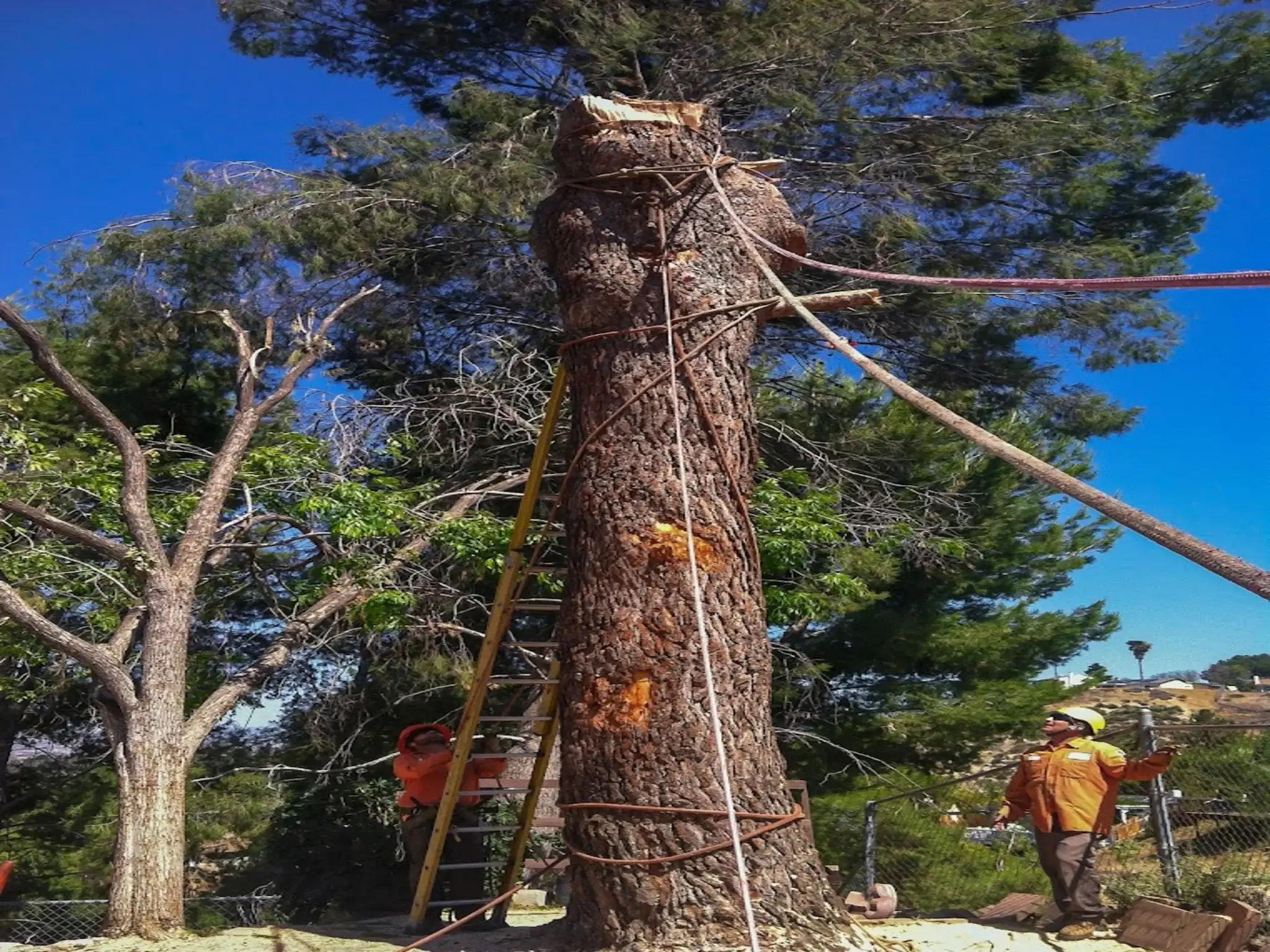 A tree removal in Newhall, CA