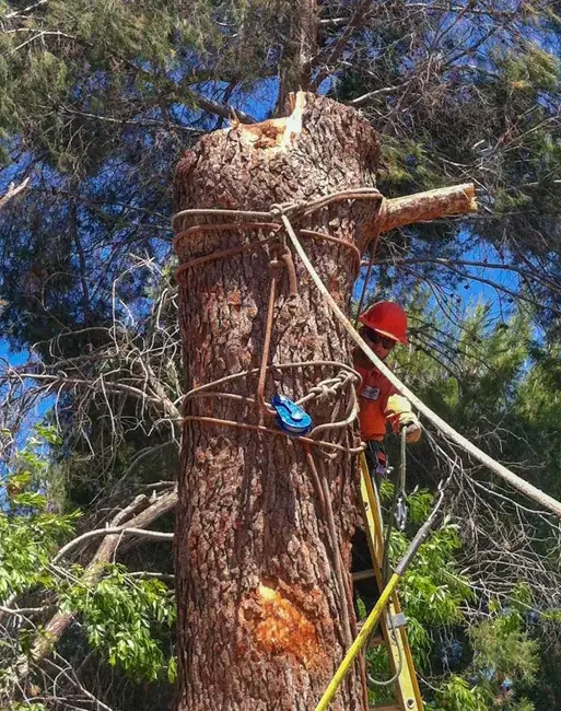 A tree removal in Stallion Springs, CA