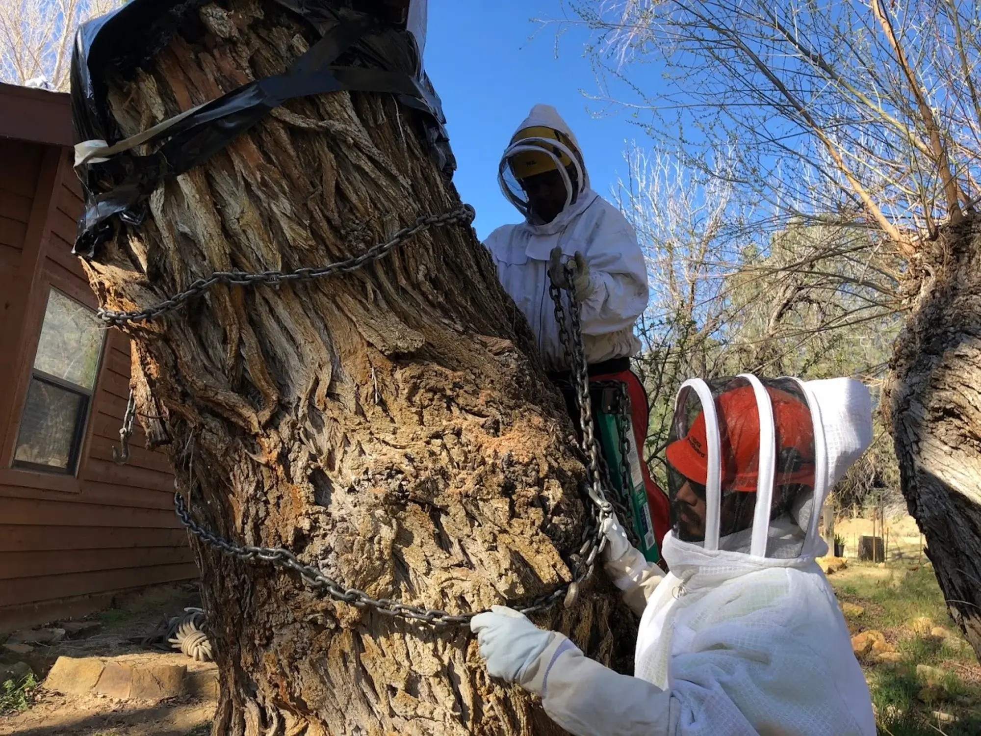 A tree removal in Stevenson Ranch, CA