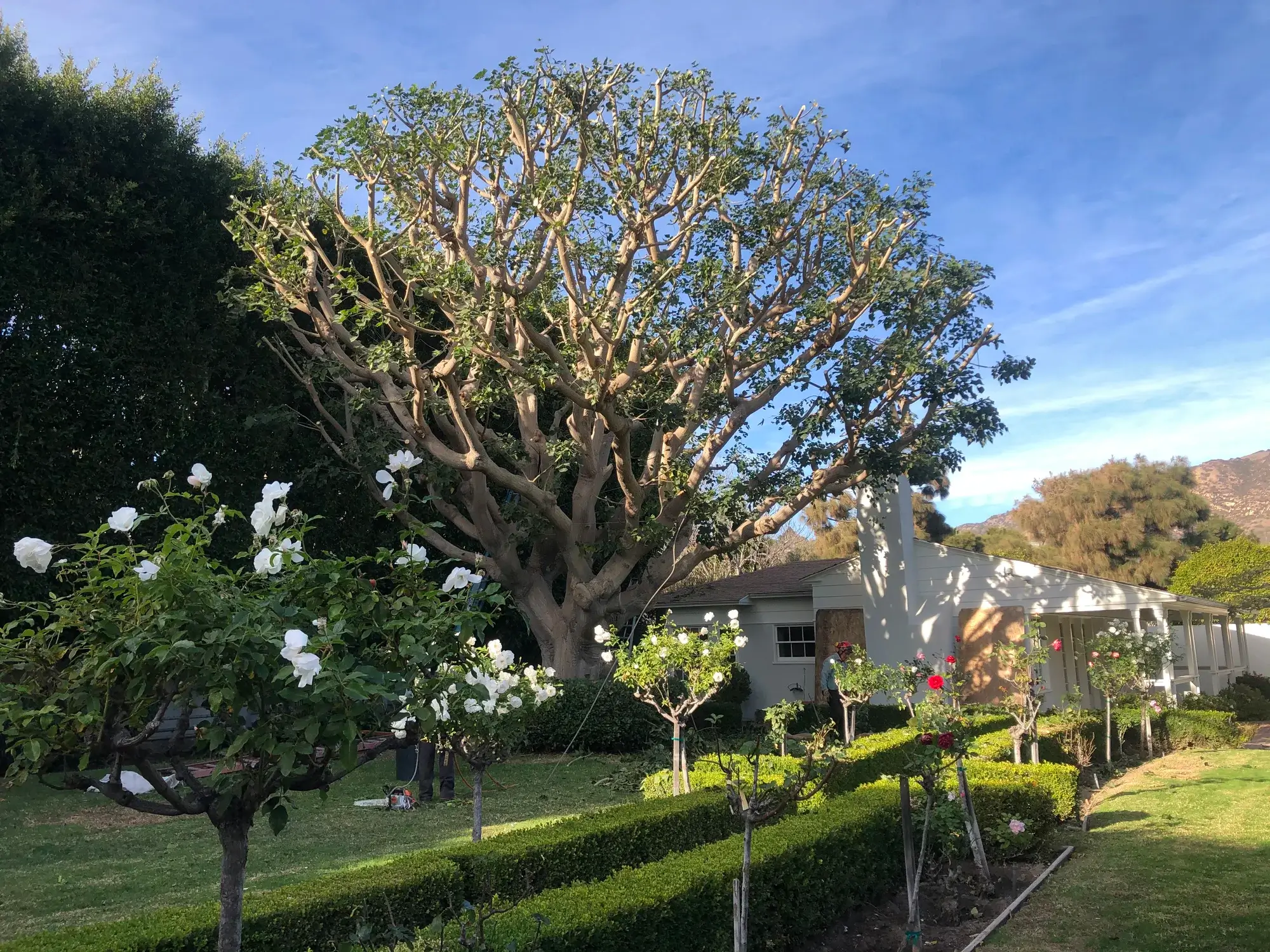 A tree removal in Tehachapi, CA