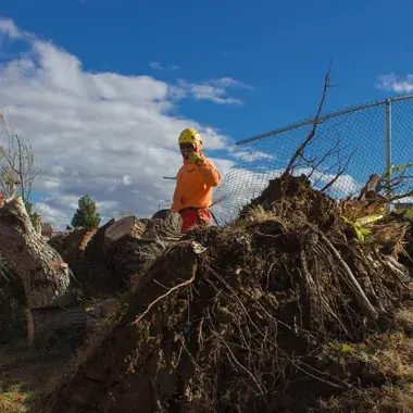 A tree removal in Tehachapi, CA