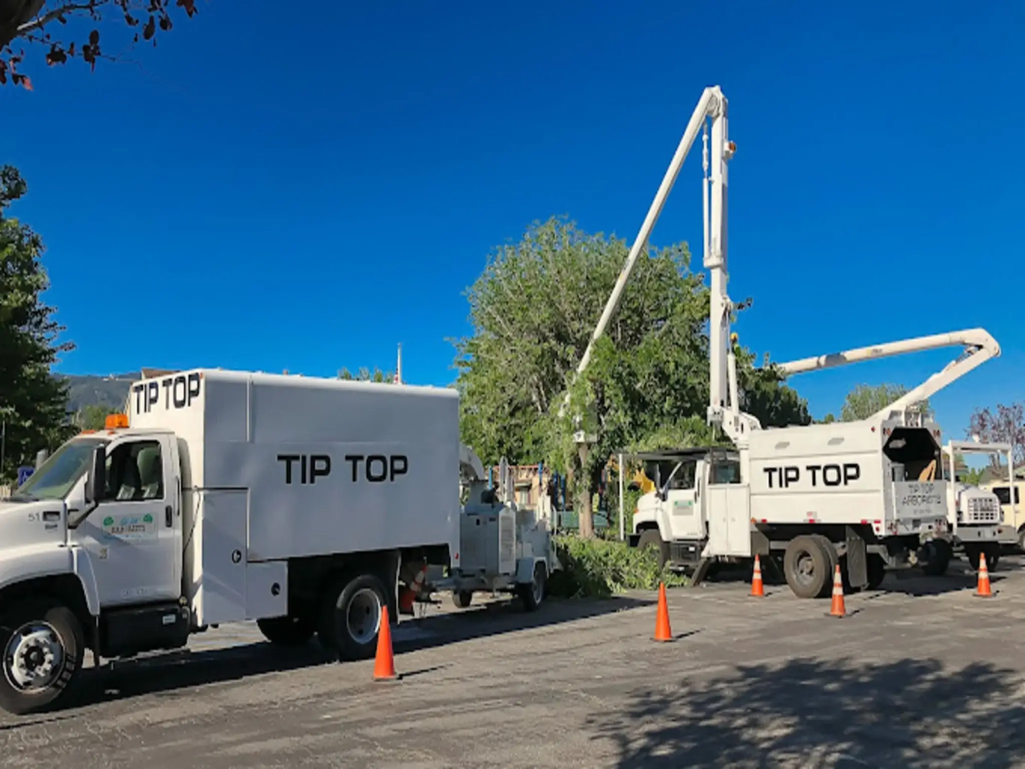 A tree removal in Valencia, CA