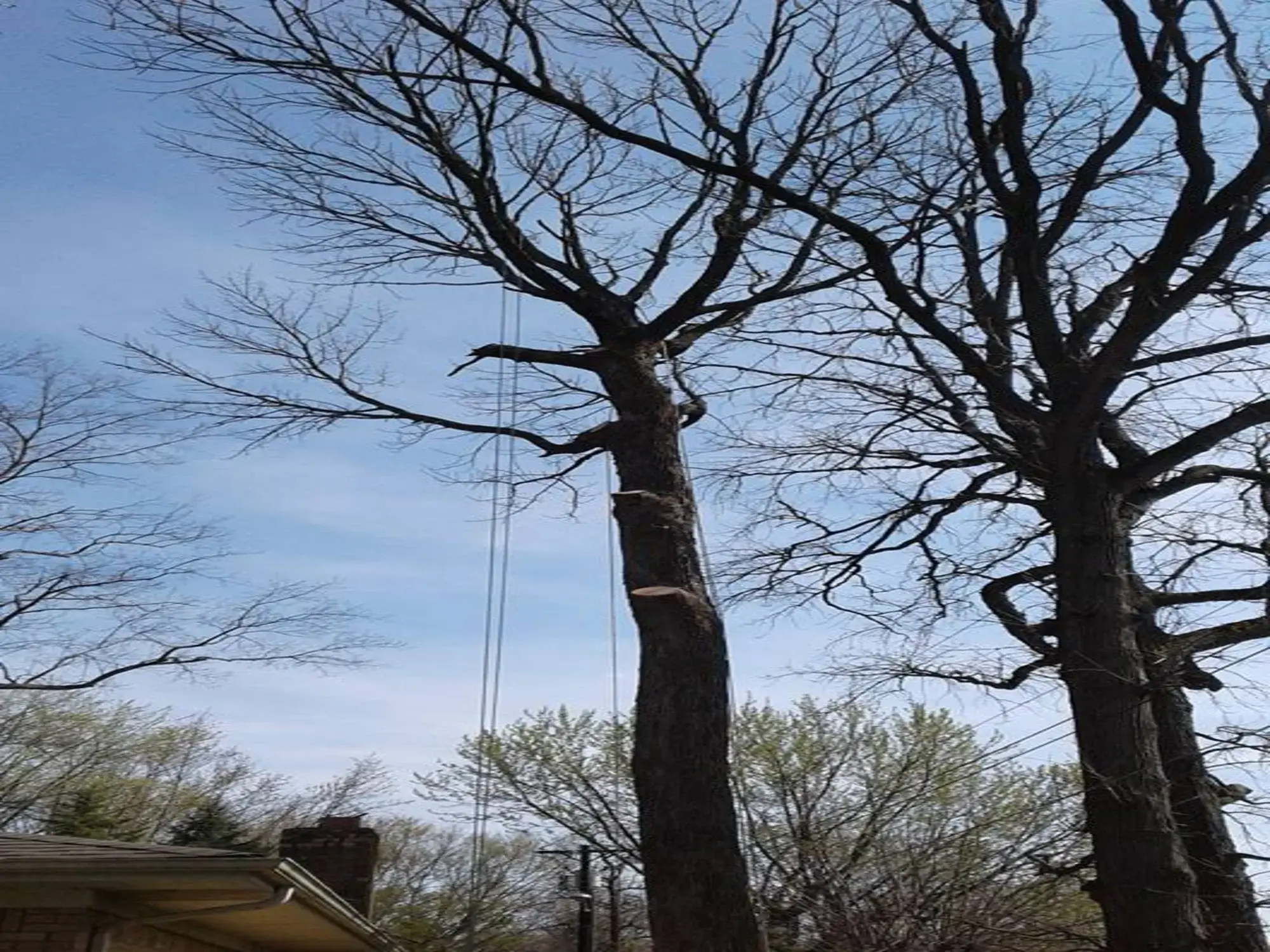 The team completing tree service in Bear Valley Springs, CA