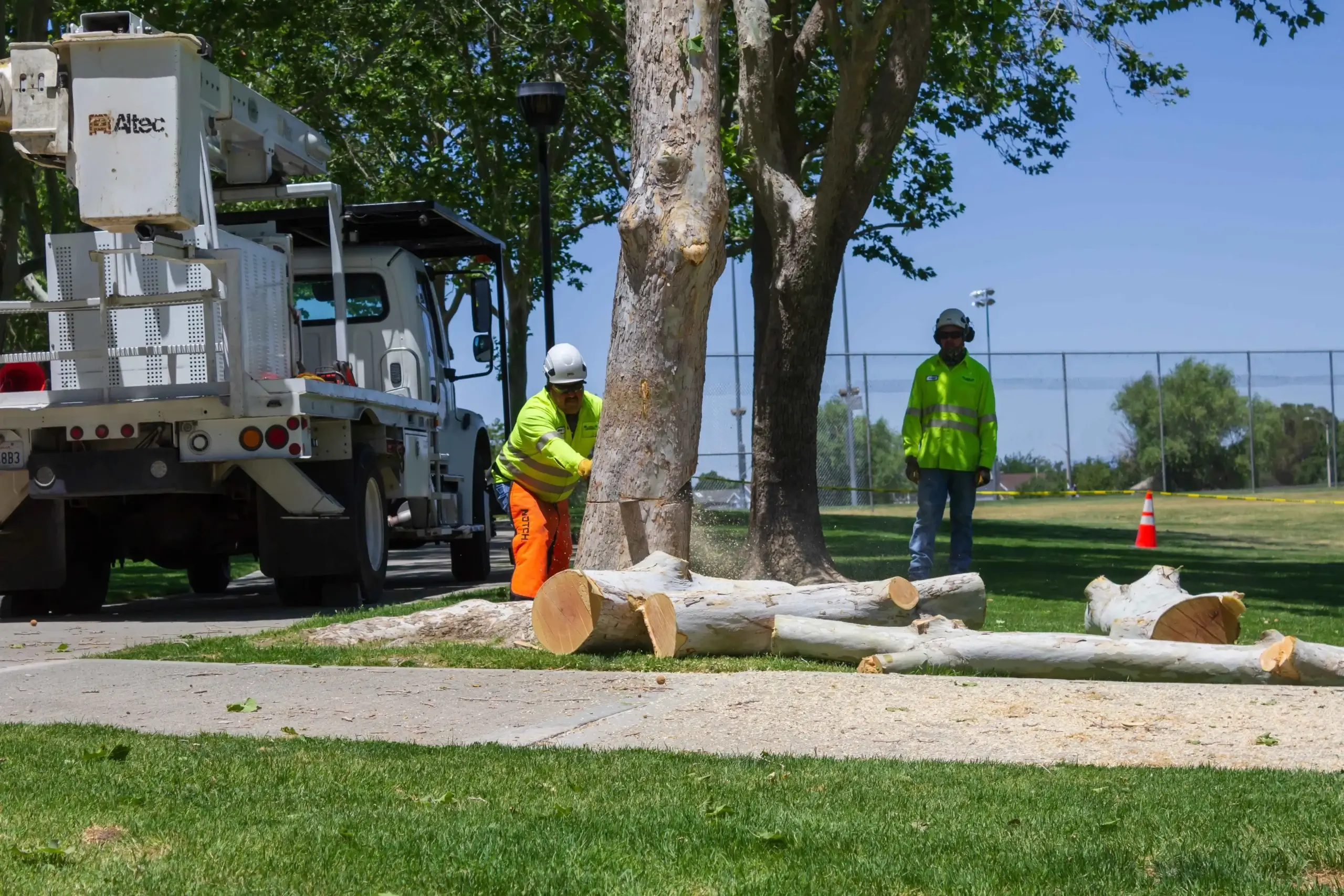 A team member providing tree service in Newhall, CA