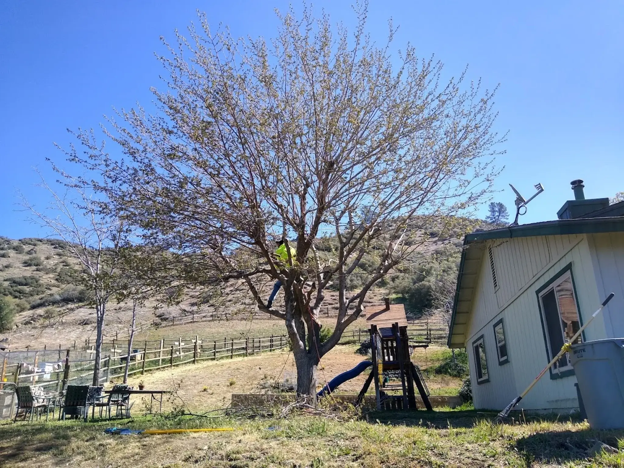 A tree trimming in Acton, CA
