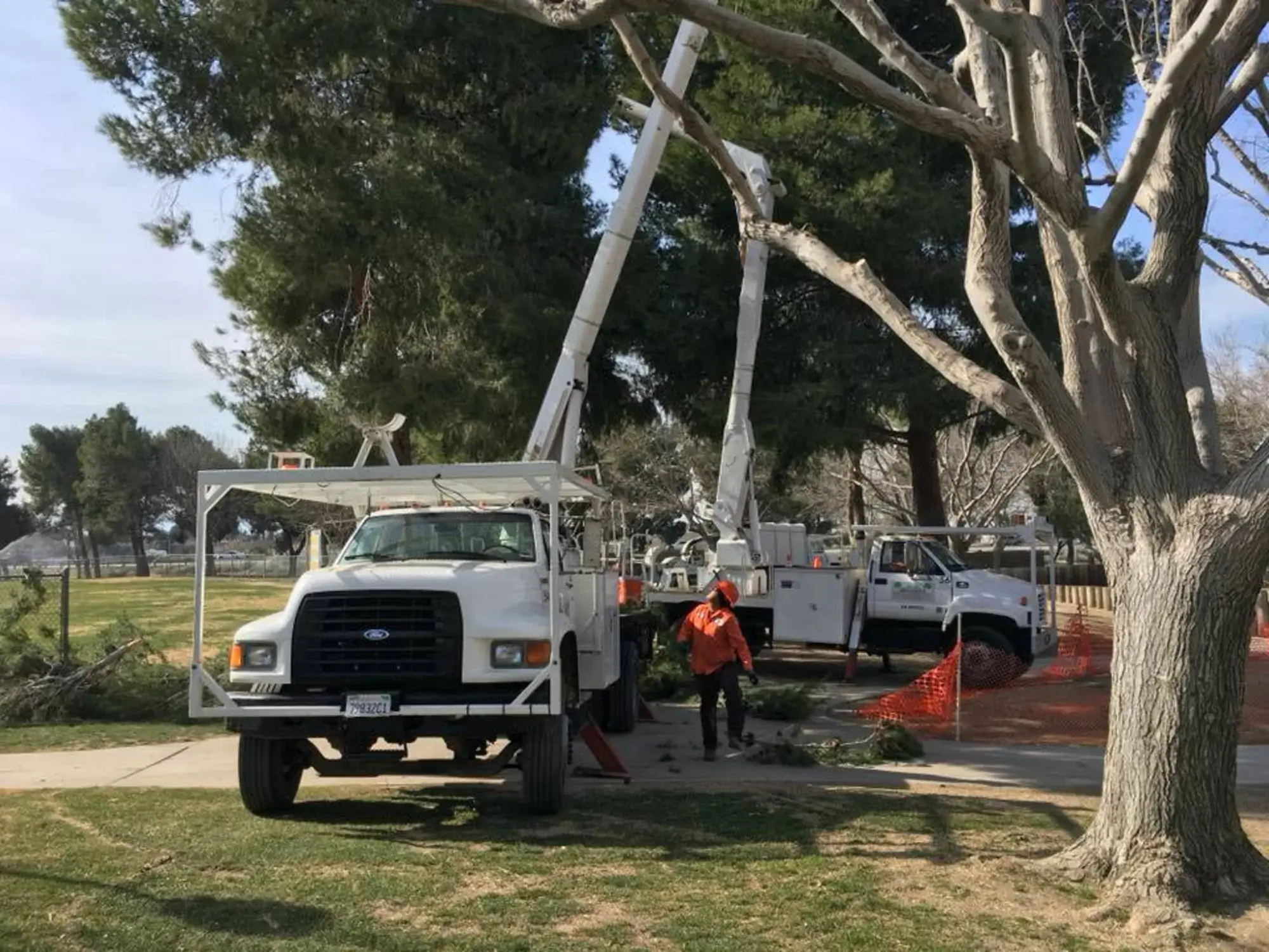 A tree trimming in Apple Valley, CA