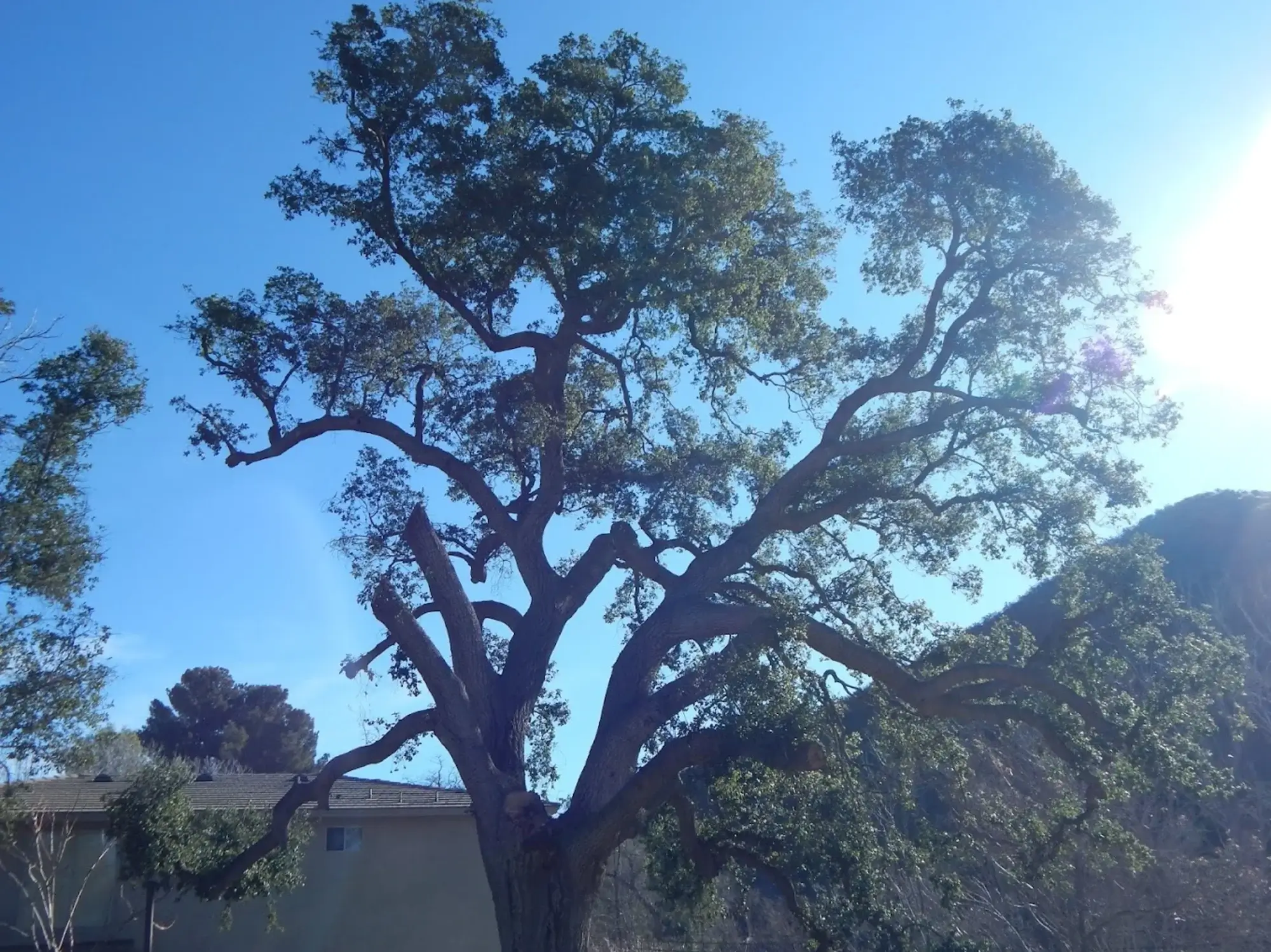 A tree trimming in Hesperia, CA