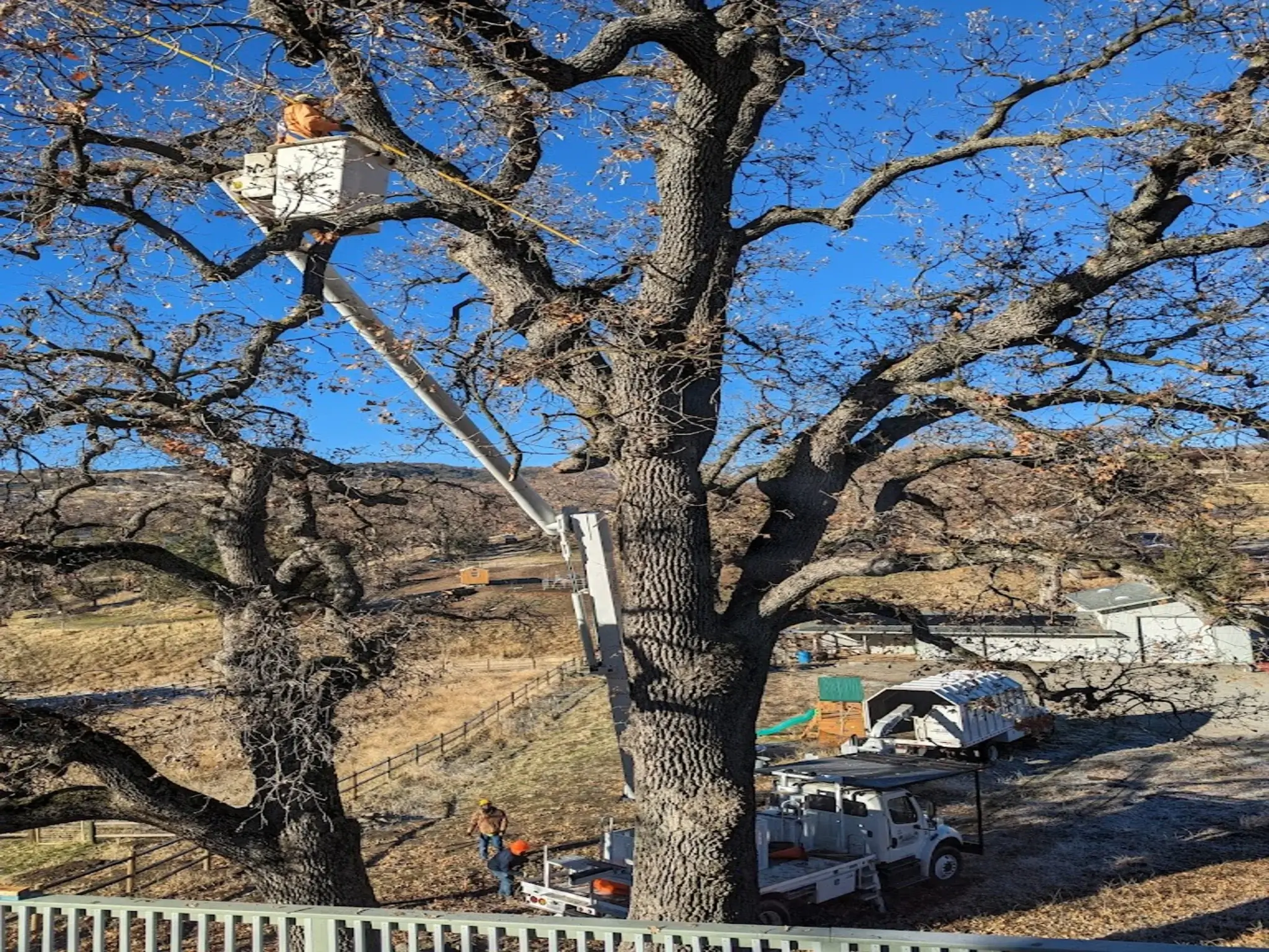 A tree trimming in Newhall, CA