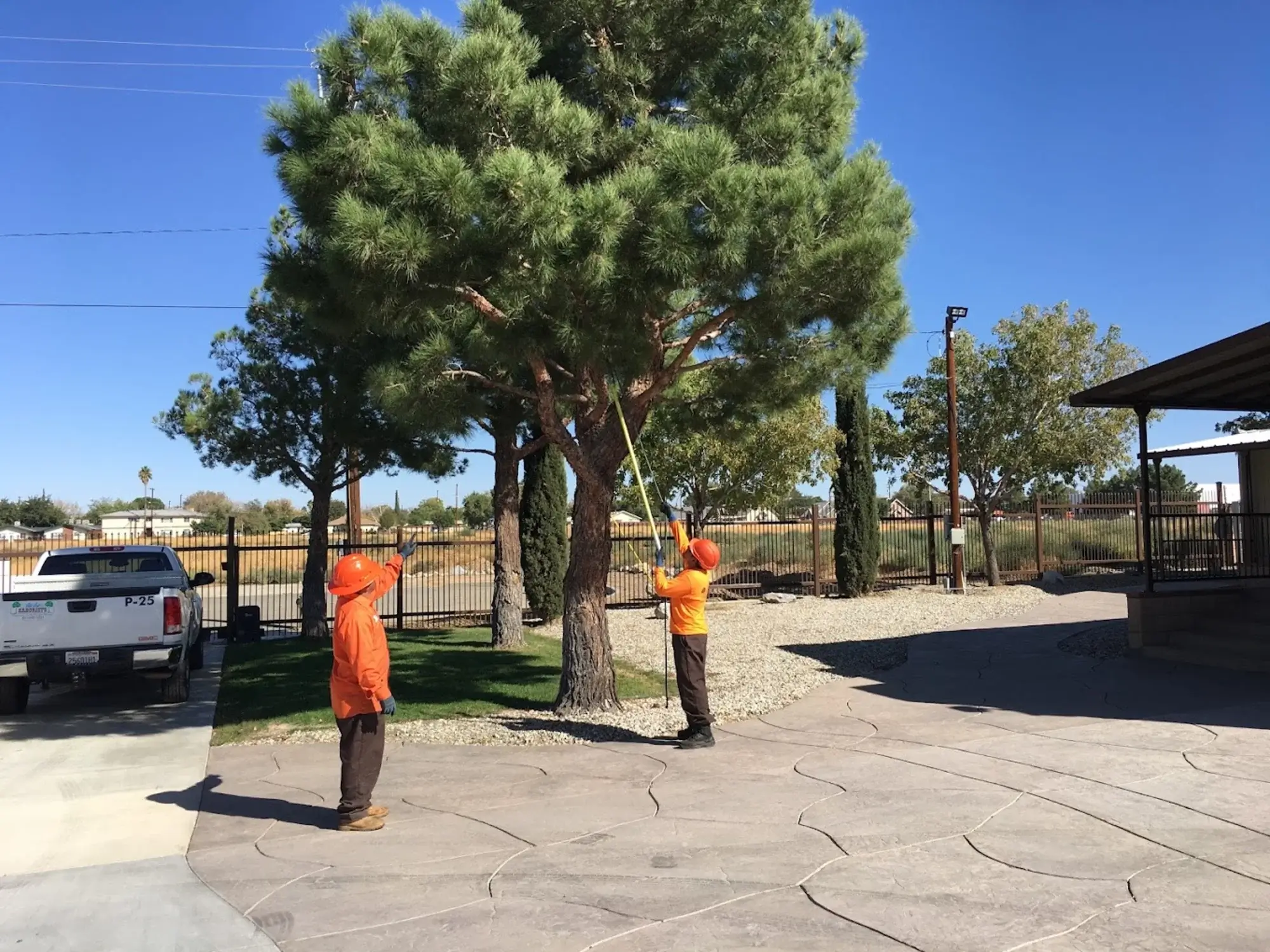 A tree trimming in Quartz Hill, CA