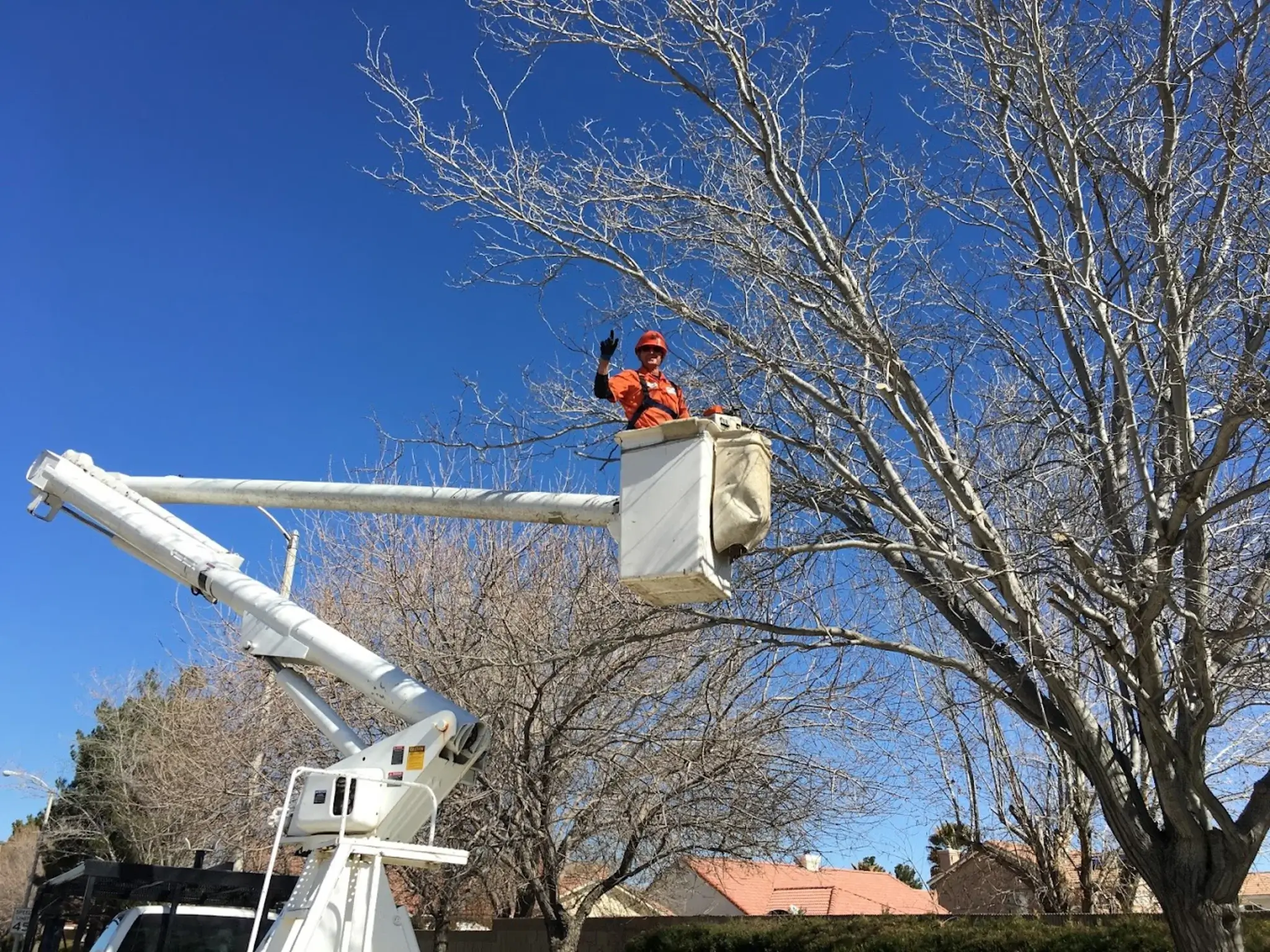 A tree trimming in Santa Clarita, CA