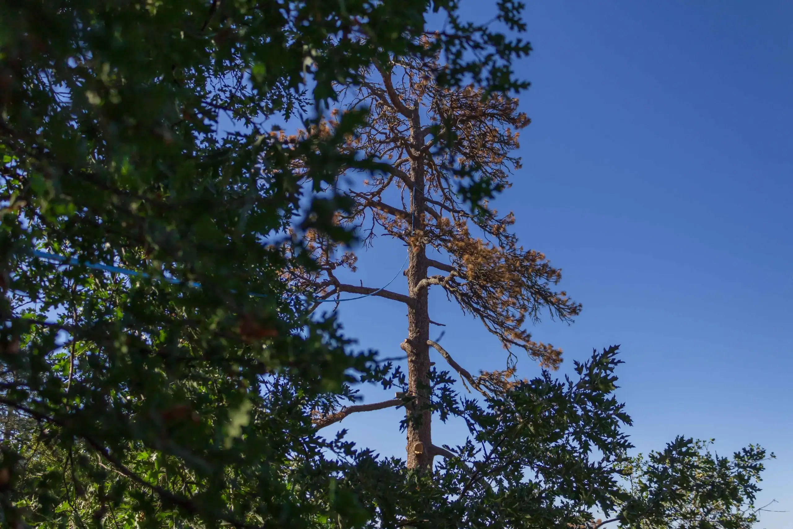 A tree during a tree trimming