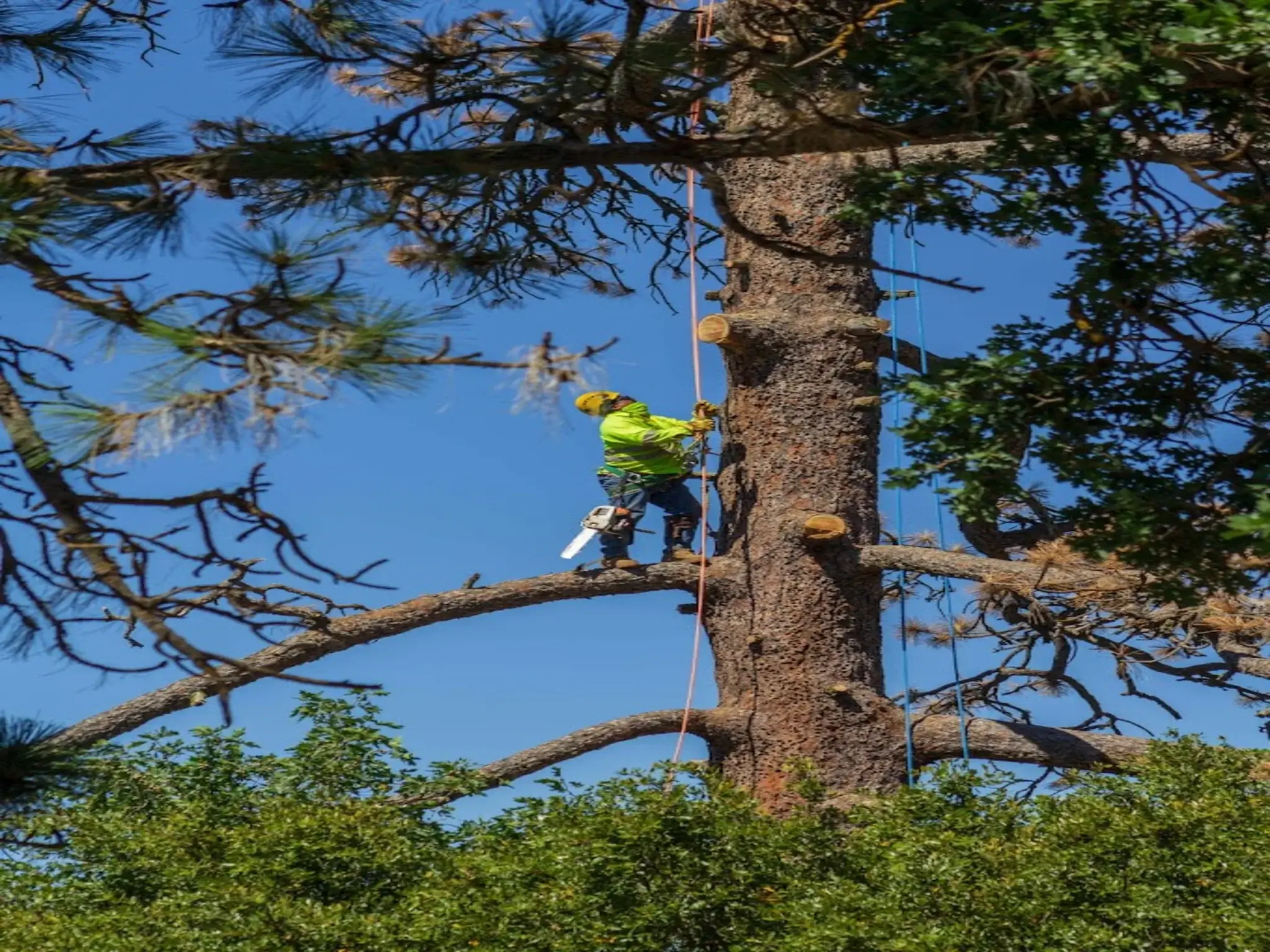 A team member during a tree trimming