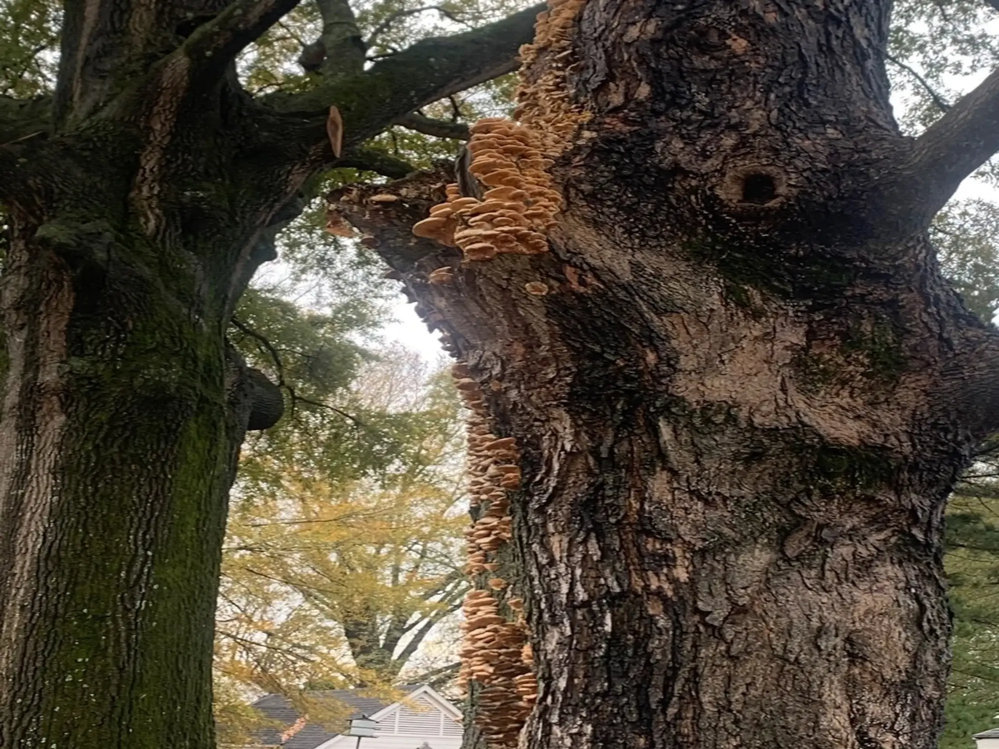 A tree trimming in Tehachapi, CA