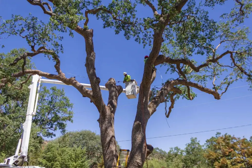 A tree trimming in Valencia, CA