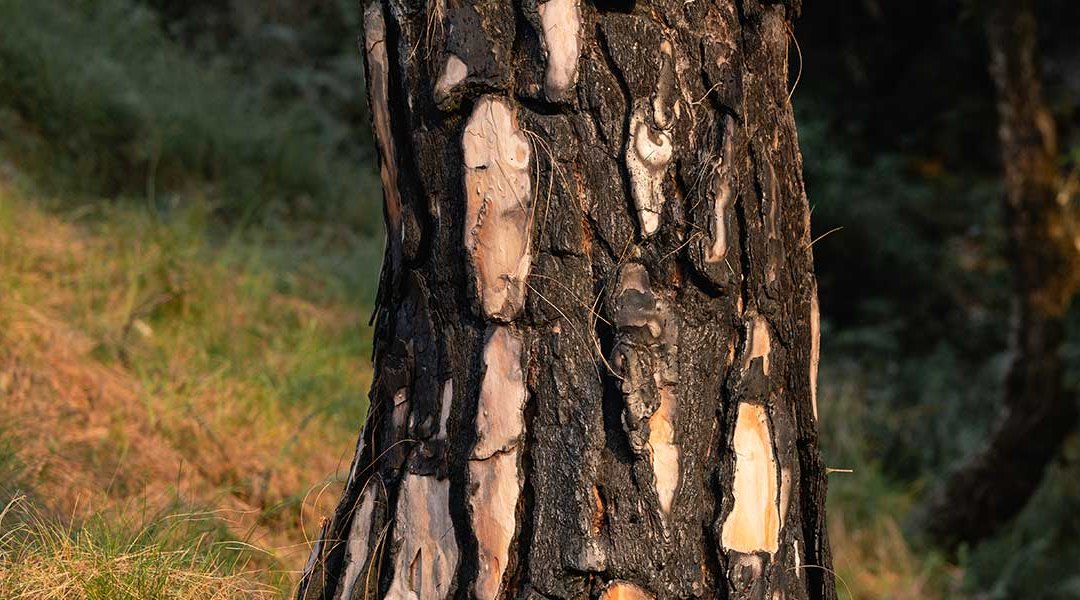 Why Is Your Tree’s Trunk Turning Black in Stallion Springs, CA?