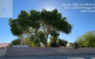 Expert Tree Trimming in Lancaster, CA | Tip Top Arborists