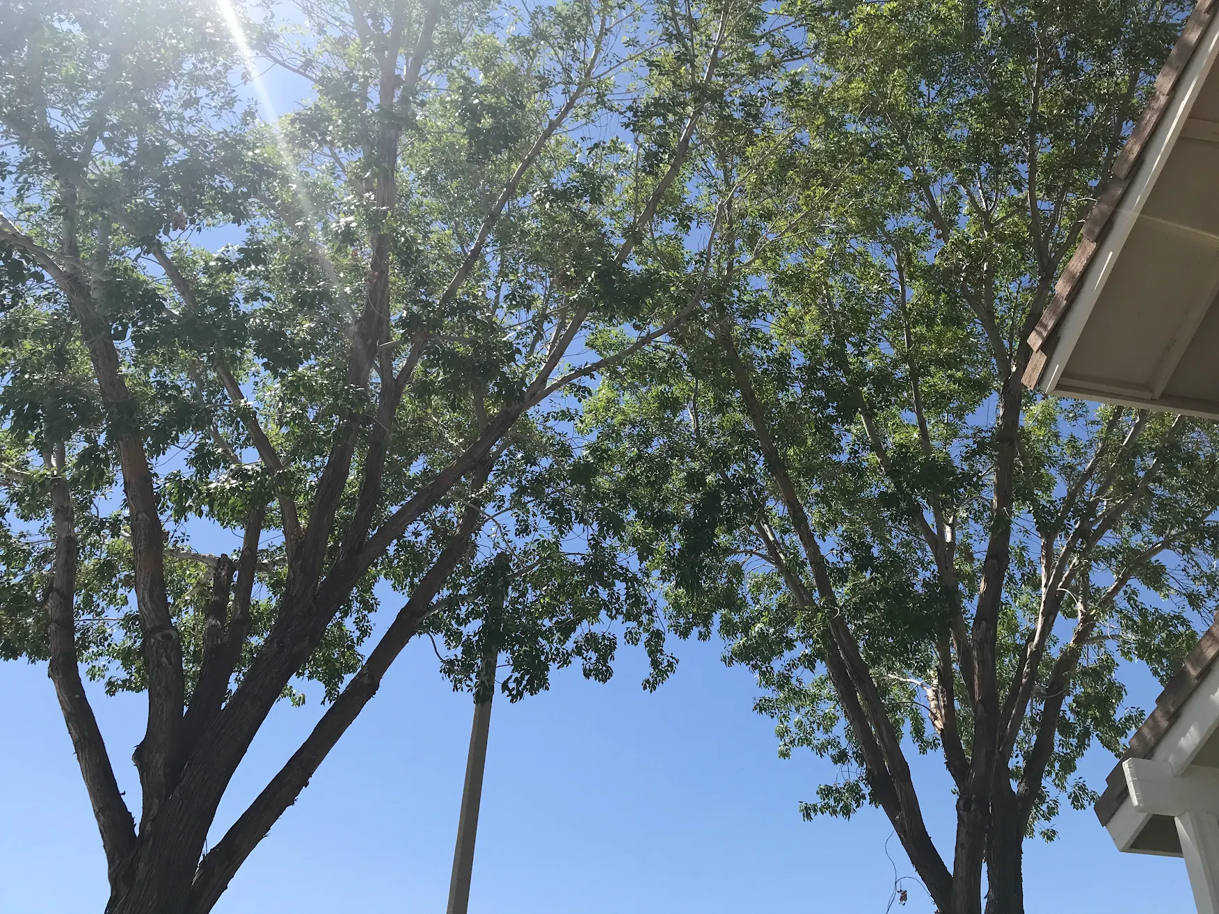 unnamed 5 - Tip Top Arborists