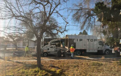 Professional Tree Removal Services Case Study – Tip Top Arborists Expert Solutions