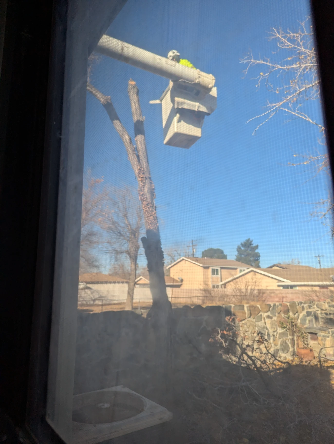 professional tree removal services- Professional arborist using aerial lift bucket truck for safe tree removal and pruning services