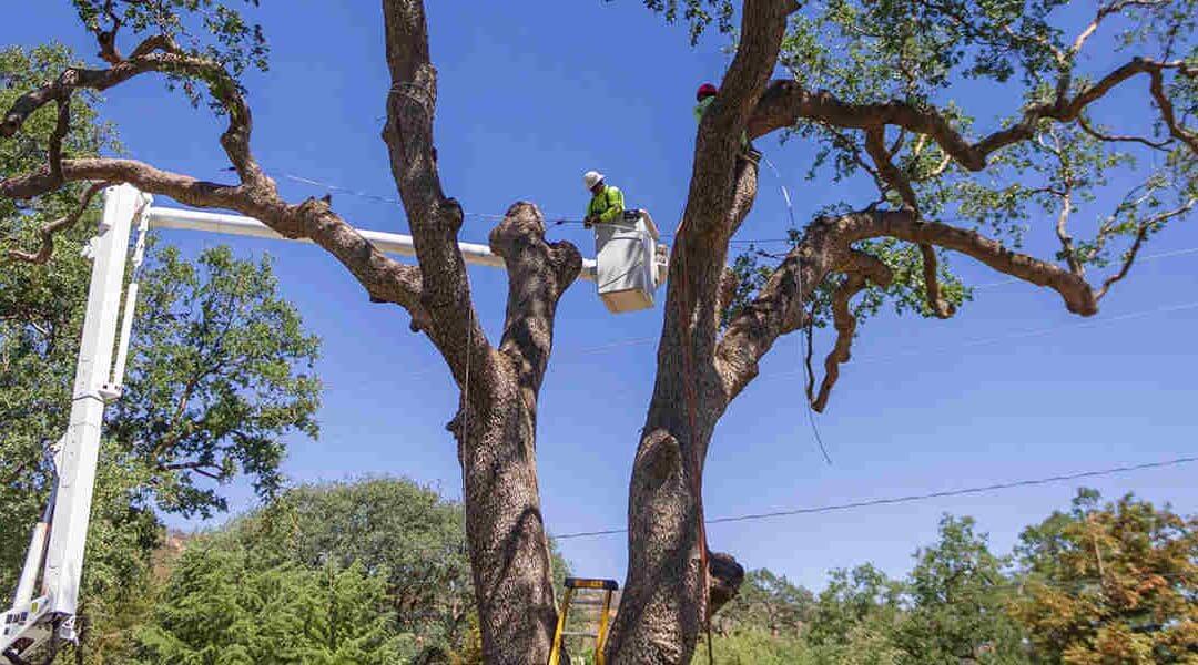 Who Is Responsible for Trimming Trees Near Power Lines in Newhall, CA?