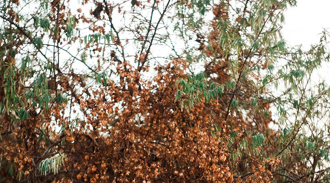 Why Are Your Tree’s Leaves Turning Brown in Summer?