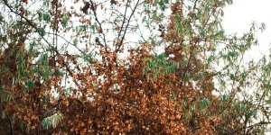 Why Are Your Tree’s Leaves Turning Brown in Summer?