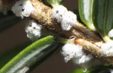 Top 10 Tree Problems in Los Angeles